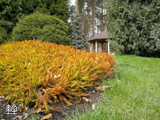 Empetrum nigrum   'Bernstein'